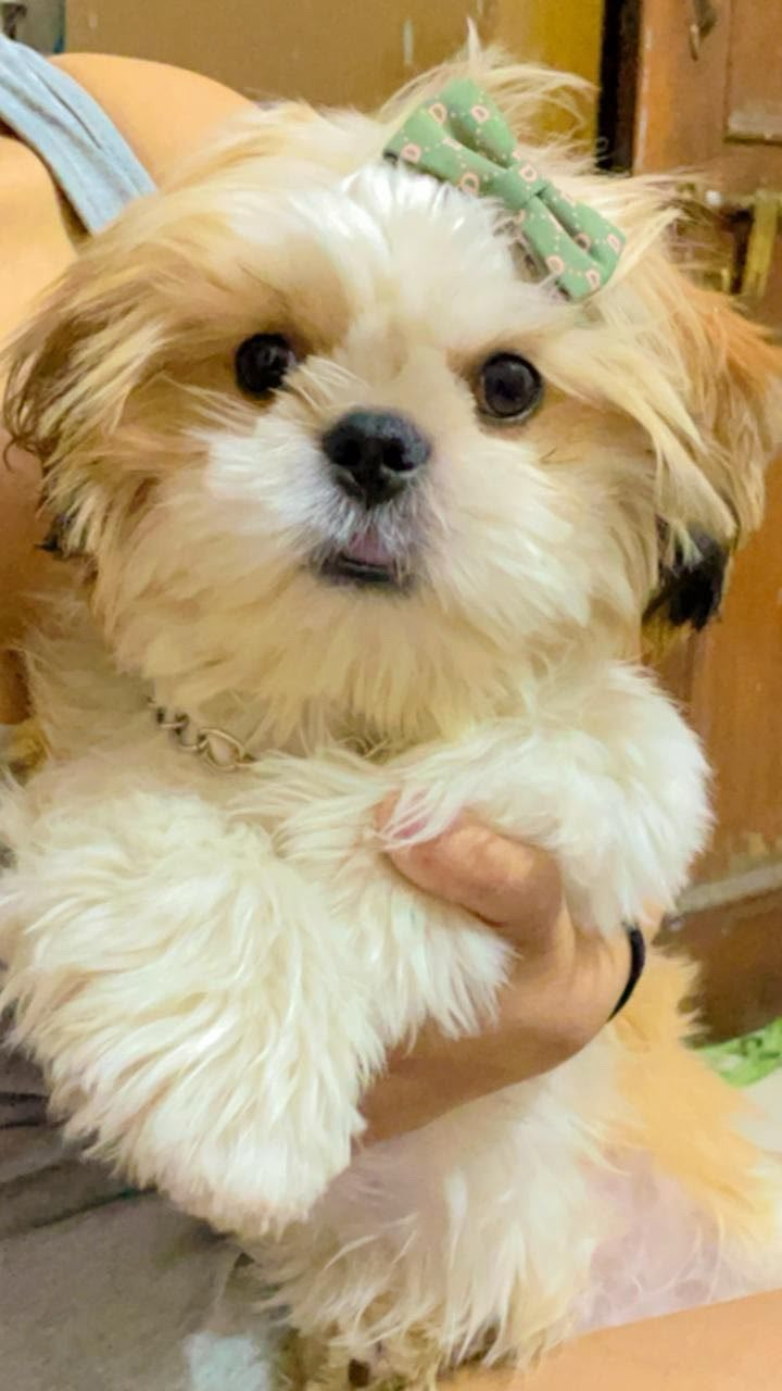 Aarav's pet