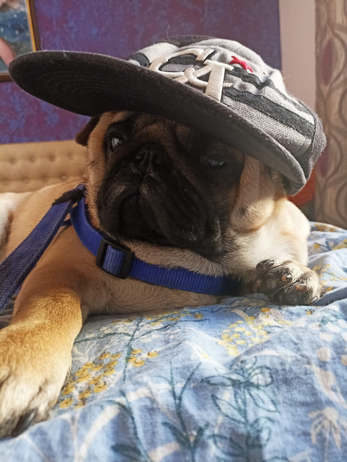 A pet parent with a dog